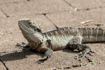 Male Eastern Water Dragon basking in sunlight
