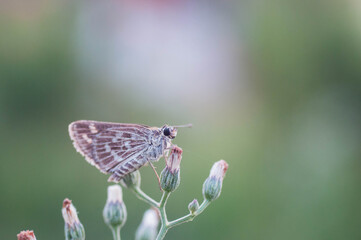butterfly on a flower