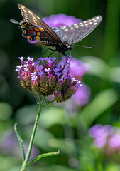 Macro of a Pipevine Swallowtail Butterfly on a Flower