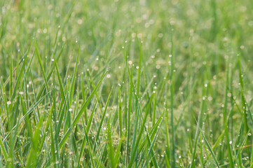 green grass background
