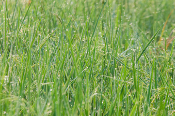 green grass background