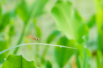 dragonfly on a green leaf