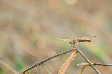 close up of dragonfly on a branch