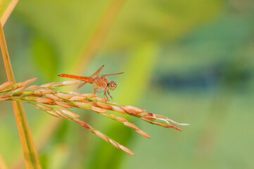 grasshopper on a leaf
