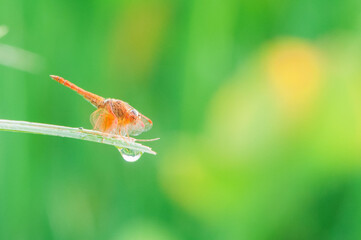dragonfly on a leaf