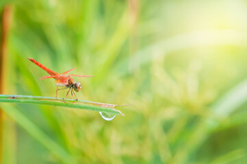 dragonfly on a leaf