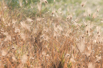 grass in the wind