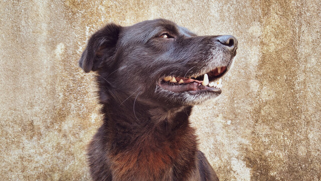 Cachorro de rua olhando para o lado