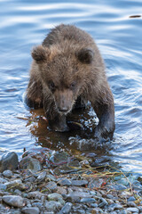 Cute brown bear cub stands on river bank while fishing red salmon fish. Wild animal child in natural habitat. Asia, Russian Far East, Kamchatka Region