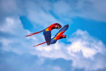 A pair of scarlet macaws flying in the Osa Peninsula, Costa Rica