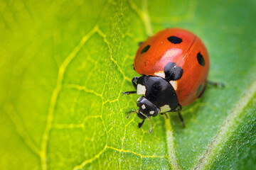 Fototapeta premium Ladybug