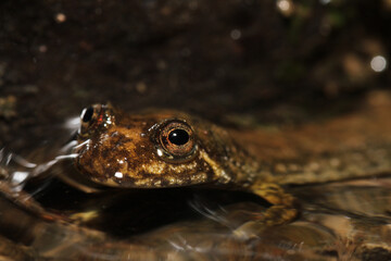 Close-up of a Blackbelly Salamander (Desmognathus quadramaculatus) poking just its head out of the water of a stream.