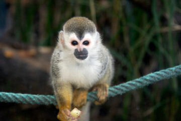 Naklejka na ściany i meble Central American Squirrel Monkey in a wildlife park in Costa Rica