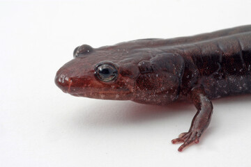 Close up photo of the head of a dusky salamander (Desmognathus sp). showing its bulgy eyes and nasolabial groove. 