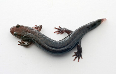 Looking down on a dusky salamander (Desmognathus sp.) on a white background.