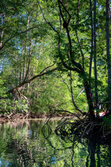 Fototapeta na wymiar Tropical mangrove forests in Costa Rica