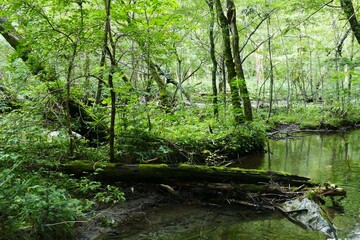 日本の長野県の上高地の林道