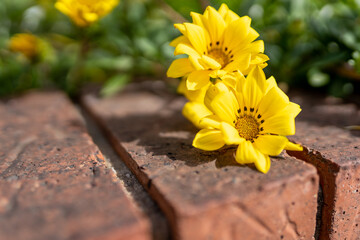 yellow flower in the garden with brick background