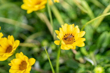 yellow flower in the garden with a bee and pollen in it