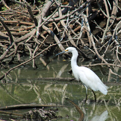 Snowy Egret standing in marsh