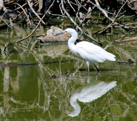 Snowy Egret wading facing left