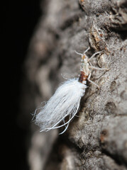 Side view of a close up of a Beech Blight Aphid (Grylloprociphilus imbricator) on a tree.  