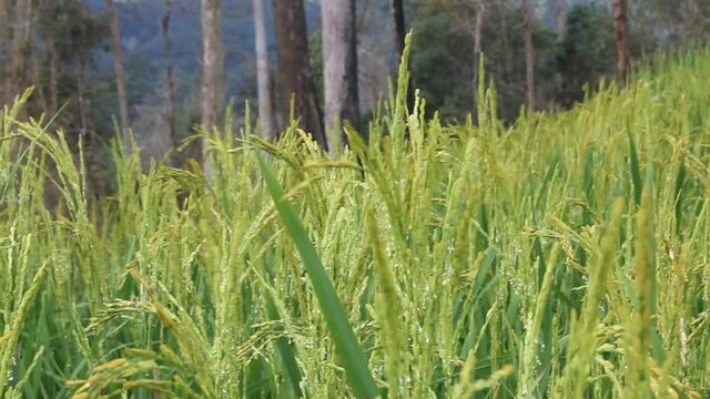 Wind blowing rice  on mountain in asia laos rural farming khmu and hmong ethnic group Video ful HD