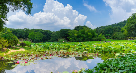 Obraz na płótnie Canvas Summer scenery of Wuhan East Lake Scenic Spot