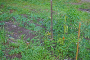 Red and green fresh tomatoes plants