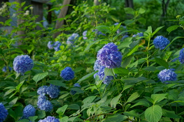 Hydrangea macrophylla (Azisai in japanese) on sunny day, Japan