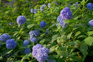 Hydrangea macrophylla (Azisai in japanese) on sunny day, Japan