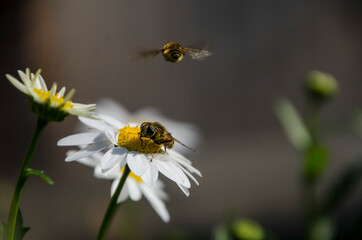 bee on a flower