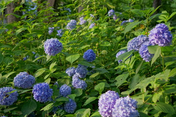 Hydrangea macrophylla (Azisai in japanese) on sunny day, Japan