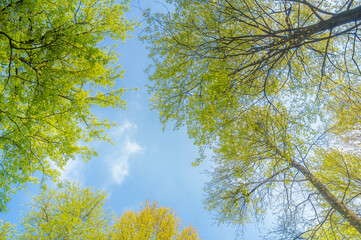 Summer scenery of Wuhan East Lake Scenic Spot
