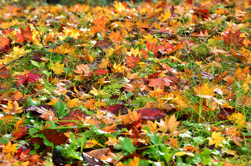 色とりどりの落ち葉のじゅうたん
