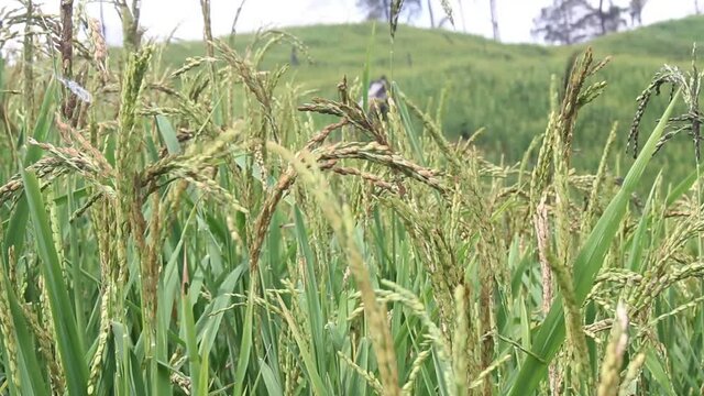 Wind blowing rice  on mountain in asia laos rural farming khmu and hmong ethnic group Video ful HD