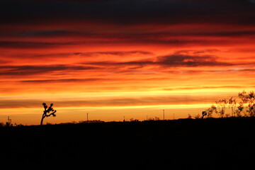 Fototapeta na wymiar desert joshua tree silhouette of a sunset