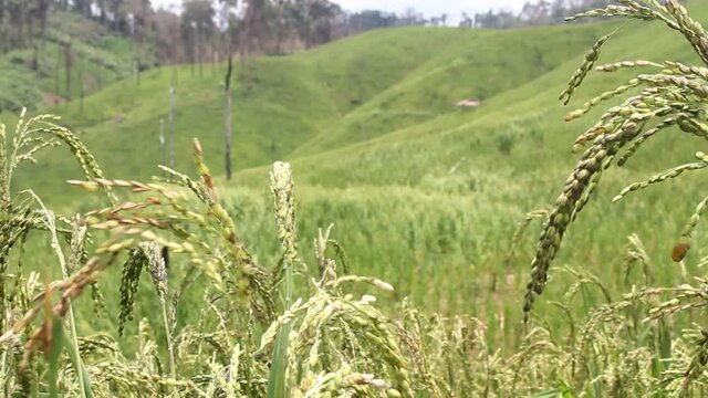 Wind blowing rice  on mountain in asia laos rural farming khmu and hmong ethnic group Video ful HD