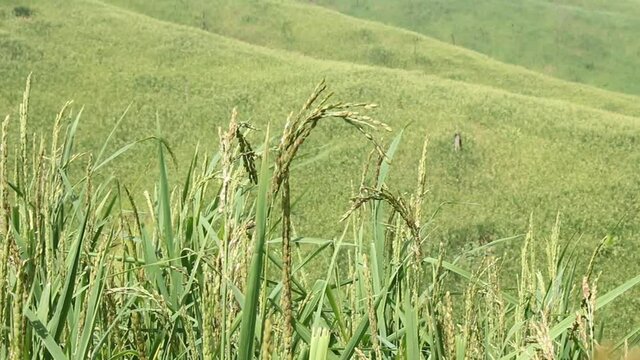 Wind blowing rice  on mountain in asia laos rural farming khmu and hmong ethnic group Video ful HD
