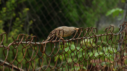 eagle on a fence