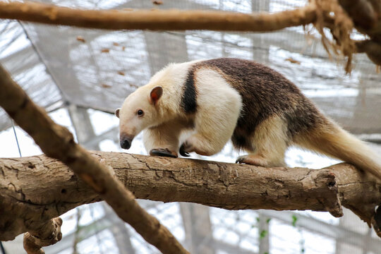 アリクイ の画像 5 1 件の Stock 写真 ベクターおよびビデオ Adobe Stock