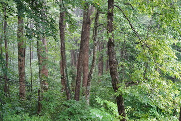 A beautiful natural forest in Japan