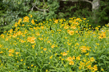 small yellow flowers in garden