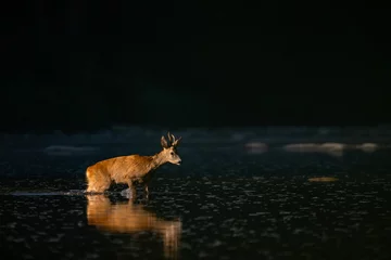 Fototapeten Roe Deer (Capreolus capreolus). Carpathian Montains. Poland. © Szymon Bartosz