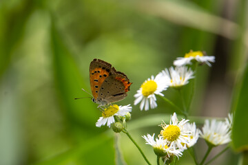 Euphonyx japonica (species of butterflyfish) on a flower