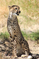 portrait of cheetah