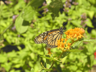 Butterfly sitting on the flower