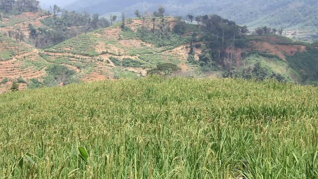 Wind blowing rice  on mountain in asia laos rural farming khmu and hmong ethnic group Video ful HD