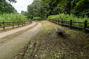 Fototapeta na wymiar Path in the japanese park