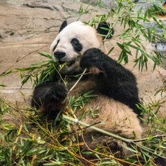 Panda series: giant panda lying down eating bamboo